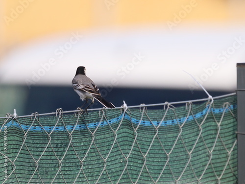 Fotografia White wagtail perched on rooftop fence