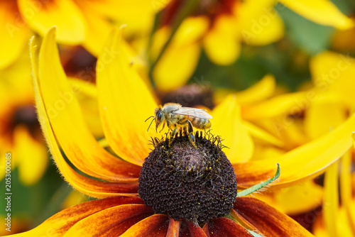 Bild auf Leinwand Bee collecting pollen on a yellow black-eyed Susan flower in a summer garden clo
