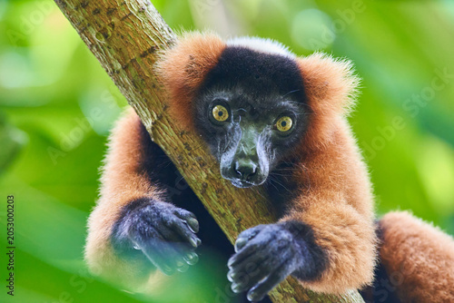 Принти на полотні Red ruffed lemur clinging to a tree branch in lush Madagascar rainforest close-u