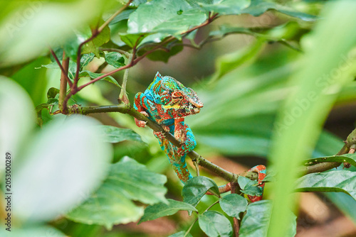 Принти на полотні Vibrant chameleon perched on a leafy branch in tropical green forest habitat