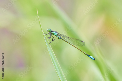 Photos Green damselfly close-up perched on a grass blade — macro nature photograph show