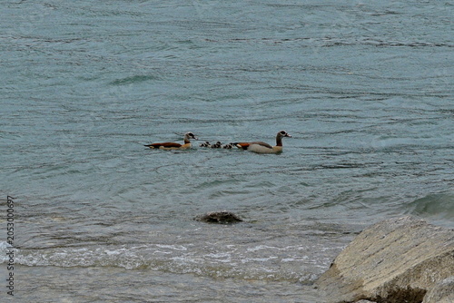 Tableau sur toile Nilgansfamilie auf dem Rhein in Basel