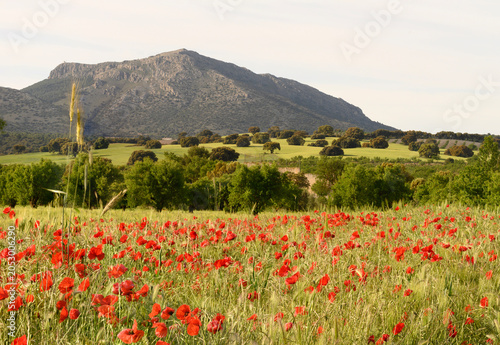 El Sauco mountain and poppy fields in Cullar