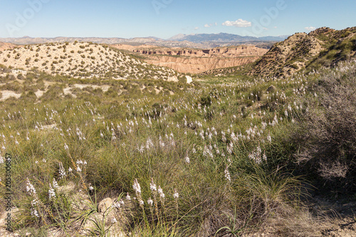 Geopark desert landscape with flowering gamon in Granada