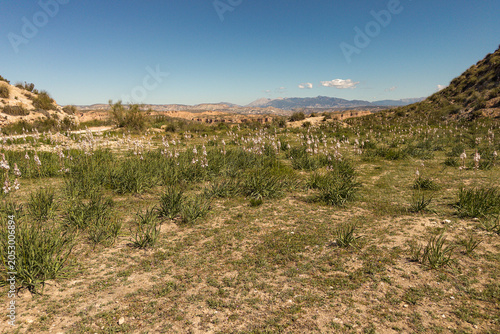 Geopark desert landscape with flowering gamon in Granada