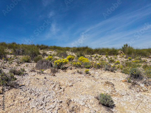 Helianthemum syriacum on arid slopes of Granada Geopark