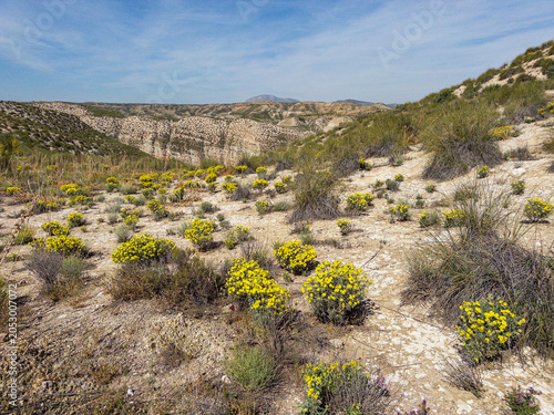 Helianthemum syriacum on arid slopes of Granada Geopark