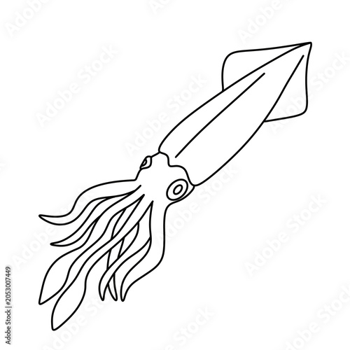 Sea squid illustration, marine animal vector drawing and outline coloring page.