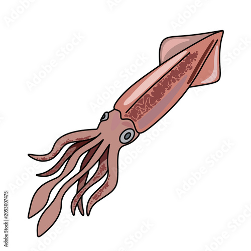 Sea squid illustration, marine animal vector drawing and outline coloring page.
