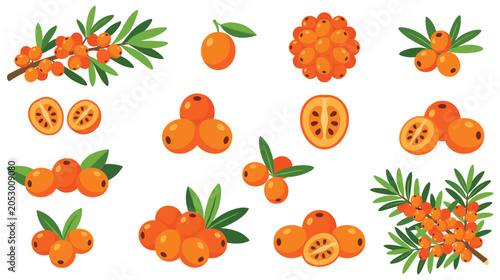 Schilderij op canvas Sea buckthorn berries collection with branches and leaves.