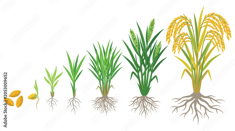 Obraz premium Rice plant growth stages from grain to ripe golden harvest.