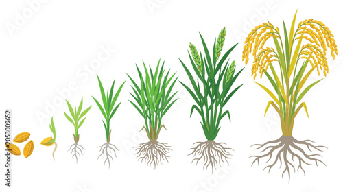Cuadro en lienzo Rice plant growth stages from grain to ripe golden harvest.