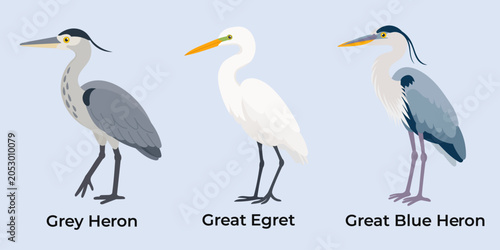 Foto Heron species set in flat wildlife style