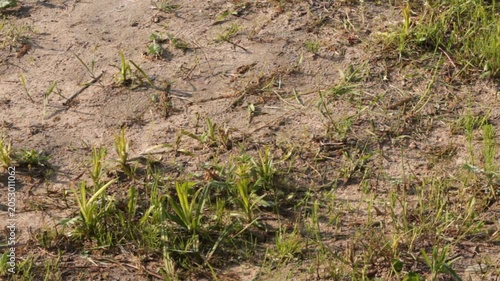 Close-up on a dusty, sunlit lawn area with very sparse grass, indicating early stages of lawn damage or extreme dryness. Soil texture and grass struggle. Still frame with a little windy motion