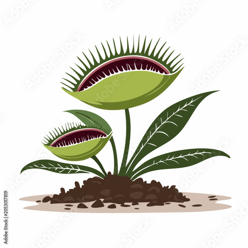 Venus Flytrap Plant Illustration