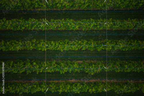 Orchard with endless rows of apple trees aerial drone view