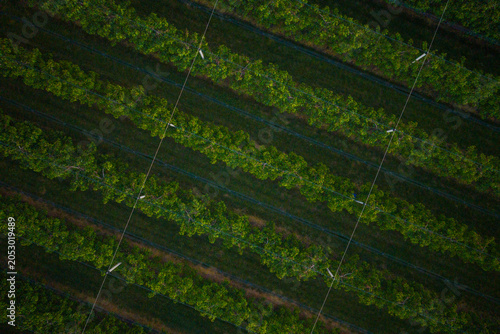 Orchard with endless rows of apple trees aerial drone view