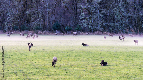 Foggy Day in Jewell Meadows Wildlife Roosevelt Elk Area, Clatsop County, Oregon Coast