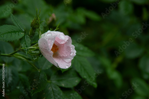 delicate rosehip flowers after rain in spring