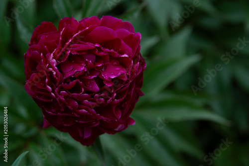 A lush, beautiful pink peony blooms in the garden after the rain.
