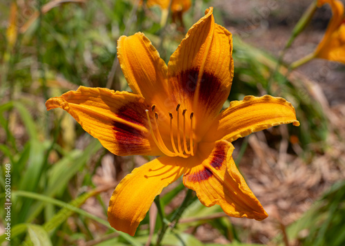 Fotografie Daylily