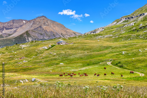 Cows grazing on alpine pastures in Mont Cenis, French Alps
