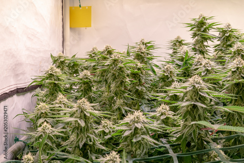female blossom marijuana SoG Sea of Green net hemp cultivation technique Growing pot indoor bloom stage growth Medical