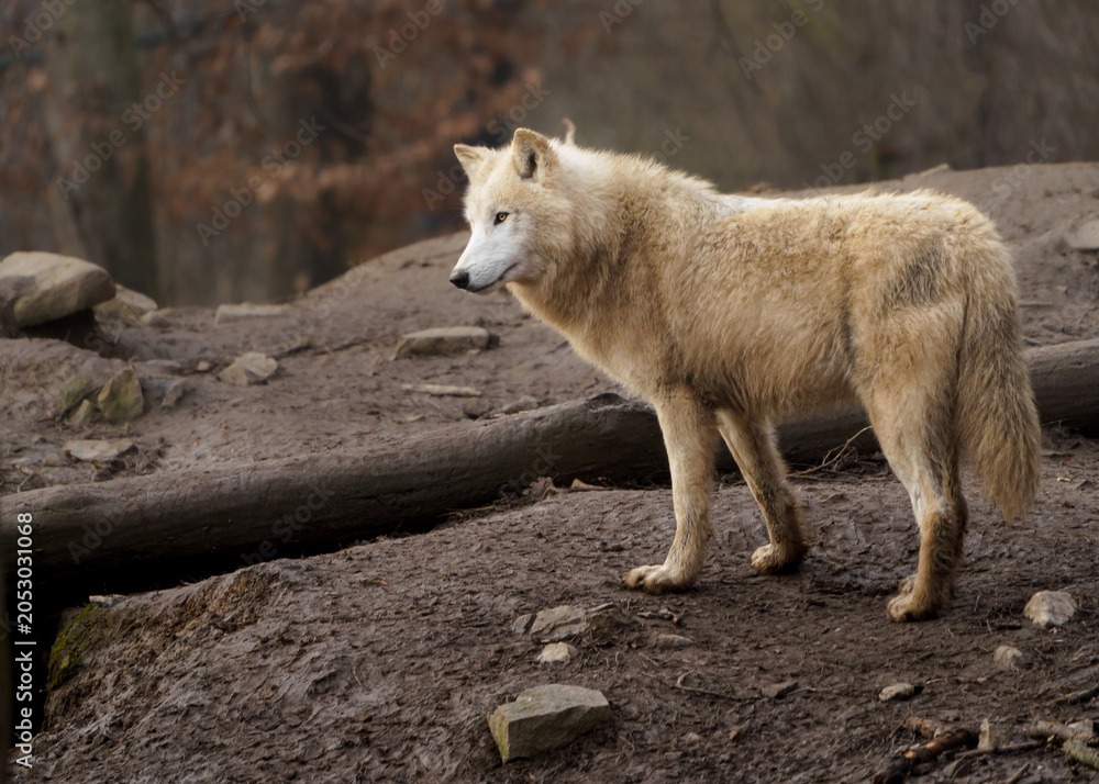 Fototapeta premium Arctic wolf