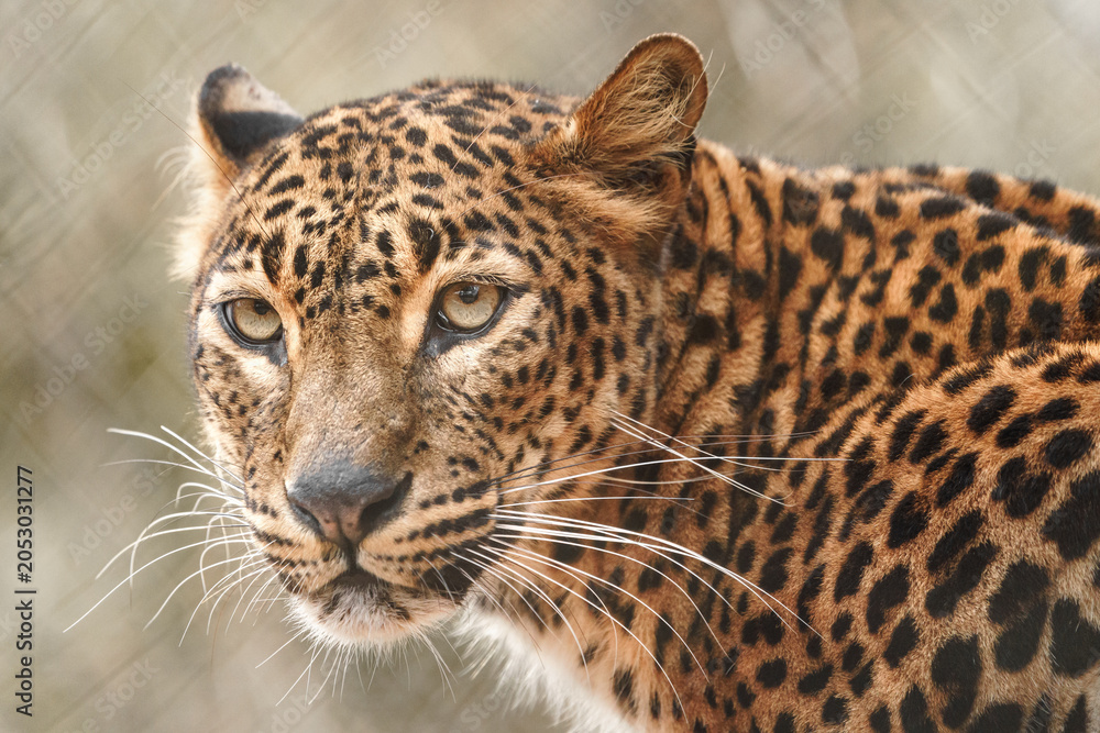 Fototapeta premium Sri lankan leopard