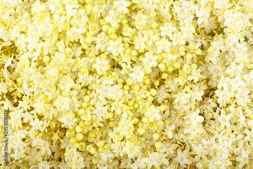 White elderberry flower texture. White elder flower cluster in garden. Black sambucus white blooms, Sambucus nigra.