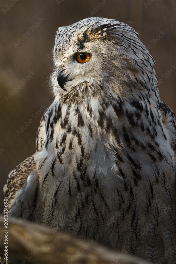 Obraz premium Eurasian eagle owl
