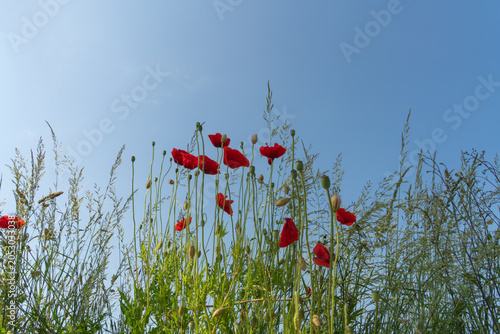 Bright red poppies stand tall against a clear blue sky with green grass growing around them in a sunny outdoor setting