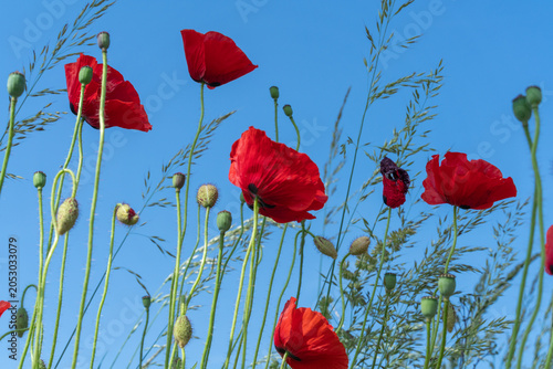 Bright red poppies sway gently in the field under a clear blue sky during a sunny day in spring