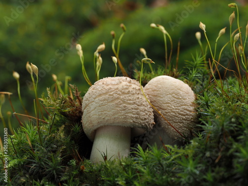 Foto Perlpilze, Amanita rubescens