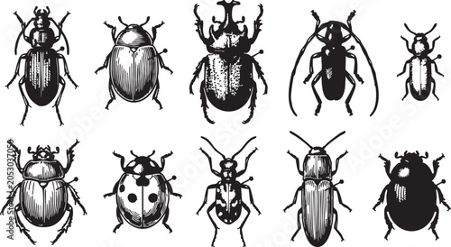 Bild auf Leinwand Vector illustration of various beetle species in black and white, showcasing dif