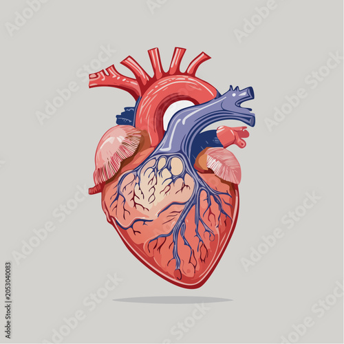 Illustration of a Human Heart with Arteries and Veins