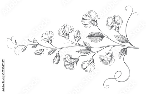 Foto Botanical sweet pea flowers with elegant vine sketch