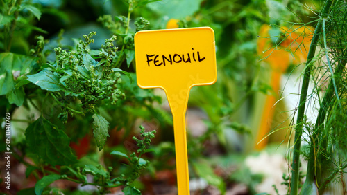 Yellow garden plant label marker with vegetable name handwritten in French. Close up of plastic tag sign in greenhouse or home garden backyard for agriculture, eco farming and organic cultivation.