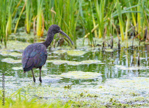 Photos Glossy Ibis bird Plegadis falcinellus forages beside pond in Turvey Nature Reserve