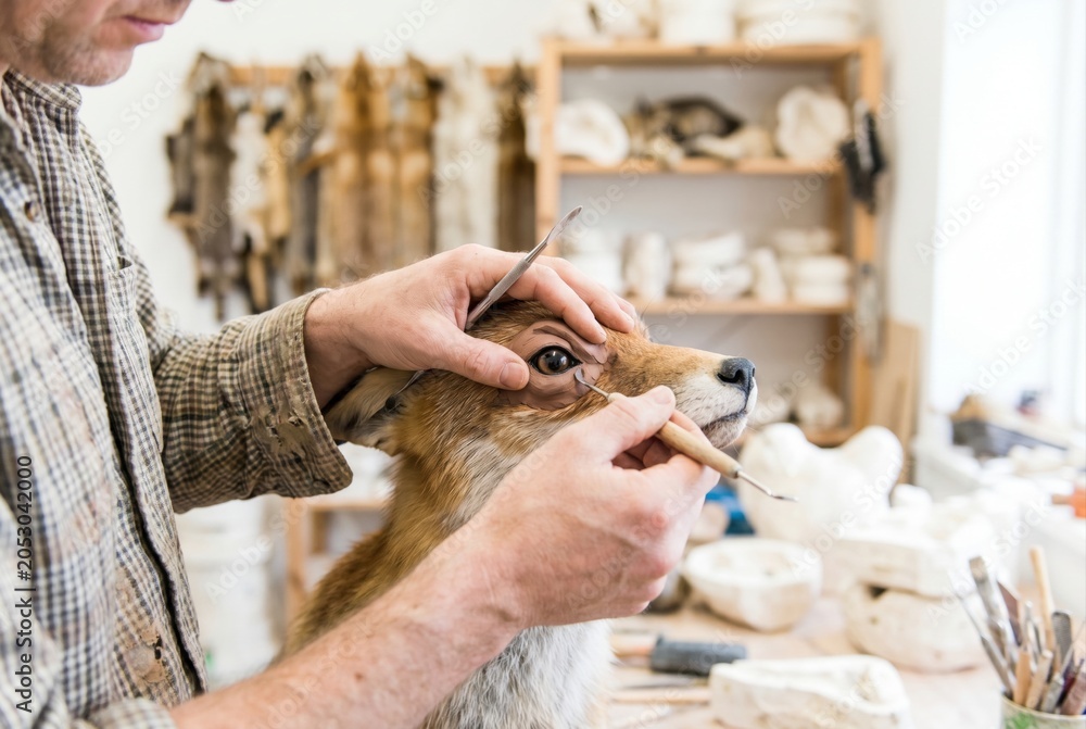Fototapeta premium Taxidermist meticulously adjusting glass eye of a mounted fox in workshop studio