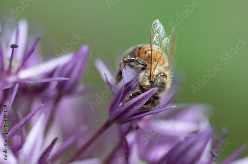 A close-up of a bee searching for pollen in the flower of an ornamental onion. The background is green.