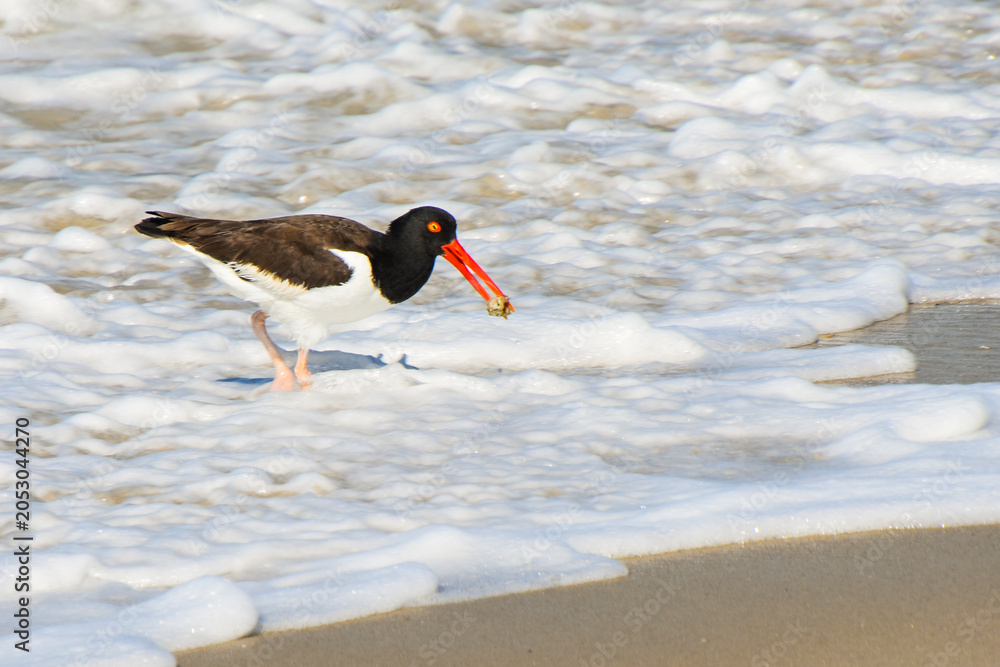American oystercatcher in Atlantic Ocean surf