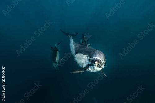 Cuadro en lienzo Common dolphin (Delphinus delphis) captured underwater during the annual Sardine Run in South Africa on the Wild Coast in the Indian Ocean