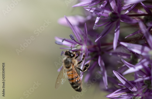 A close-up of a bee searching for pollen in the flower of an ornamental onion. The background is light.