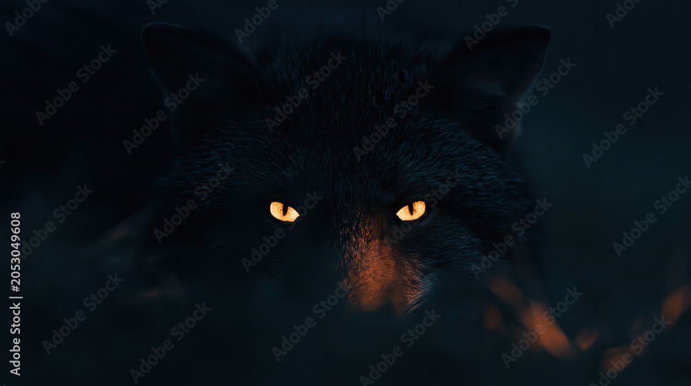 Fototapeta premium Black fox or wolf with bright glowing orange eyes emerging from the deep darkness of a nighttime background.