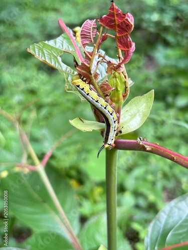 A caterpillar of a hawk moth on a branch against a natural background.