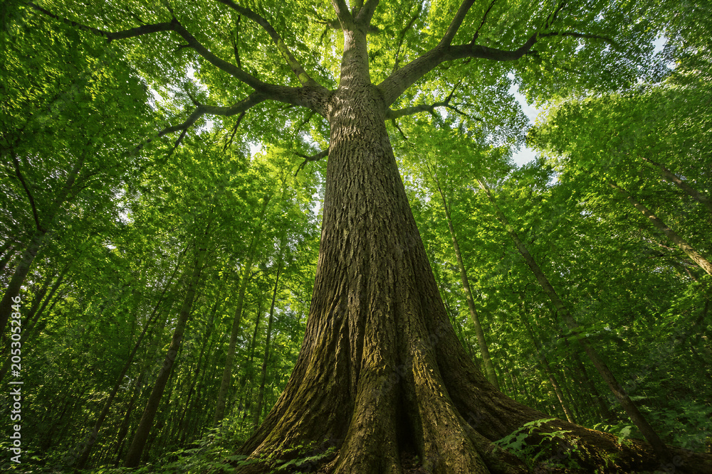 Fototapeta premium Massive oak tree towering in dense green forest