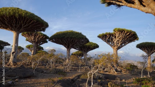 Ancient dragon blood trees spread across a rugged mountain landscape, unique and ecosystem with umbrella-shaped canopies beneath and soft clouds. Steady cam, walking personal perspective of view.