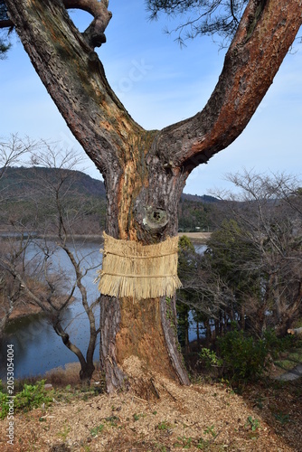 Canvas Print 害虫駆除 松のこも巻き