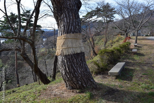 Foto 害虫駆除 松のこも巻き